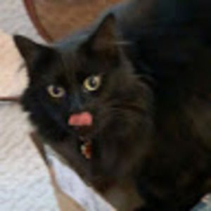 Meet your Posher, Melania